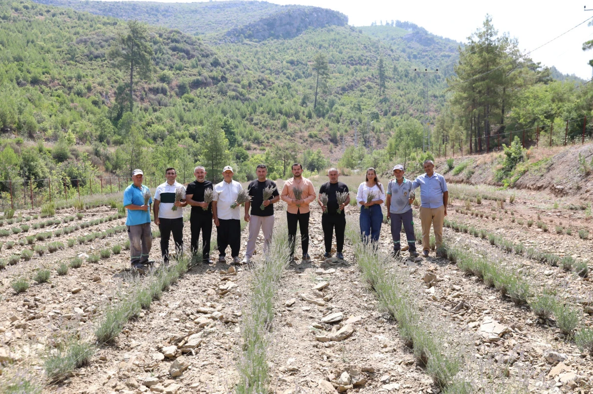 Alanya&rsquo;da Atıl Arazi Lavanta Bah&ccedil;esine D&ouml;n&uuml;şt&uuml;: İlk Hasat Ger&ccedil;ekleştirildi 